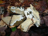 Gloiothele lactescens image