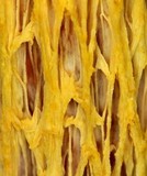 Heimioporus betula image