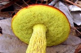 Heimioporus betula image