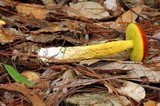 Heimioporus betula image