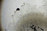 Heimioporus betula image