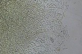 Heimioporus betula image