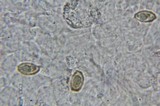 Heimioporus betula image