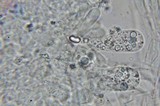 Heimioporus betula image