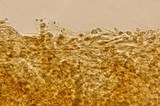 Rubroboletus dupainii image
