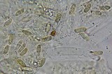 Rubroboletus dupainii image