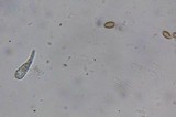 Heimioporus betula image