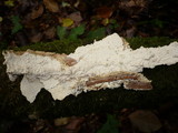 Gloeocystidiellum porosum image