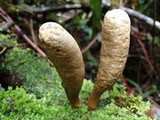 Xylaria telfairii image