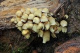 Hypholoma subviride image