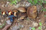 Boletus luridiformis image
