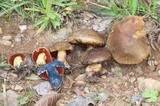 Boletus luridiformis image