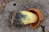 Boletus luridiformis image