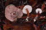 Austroboletus gracilis image