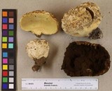 Calbovista subsculpta image