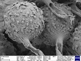 Calbovista subsculpta image