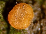 Inermisia gyalectoides image