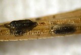 Lophodermium pinastri image