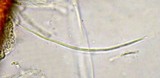 Lophodermium pinastri image