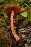 Cortinarius californicus image