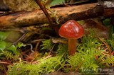 Cortinarius californicus image