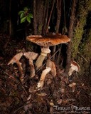 Armillaria nabsnona image