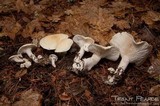 Leucopaxillus albissimus image