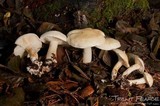 Leucopaxillus albissimus image