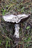 Agaricus porphyrizon image
