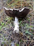 Agaricus porphyrizon image