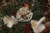 Hygrophorus ponderatus image