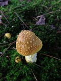 Amanita flavorubens image
