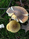 Amanita flavorubens image