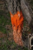 Fusicolla merismoides image