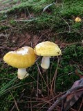 Amanita flavorubens image