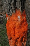 Fusicolla merismoides image