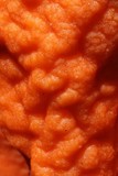 Fusicolla merismoides image