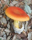 Amanita caesarea image