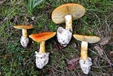 Amanita caesarea image