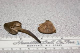 Entoloma conferendum image