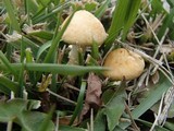 Stropharia coronilla image