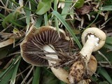 Stropharia coronilla image