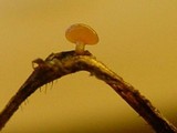 Rutstroemia calopus image