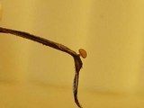 Rutstroemia calopus image