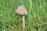 Entoloma conferendum image