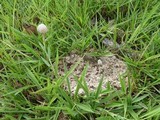 Panaeolus antillarum image