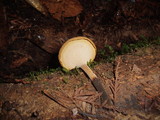 Polyporus leptocephalus image