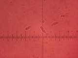 Polyporus leptocephalus image