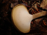 Polyporus leptocephalus image