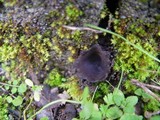 Helvella leucomelaena image